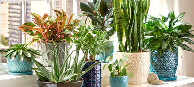 The 9 Best Houseplants To Beautify Your Home